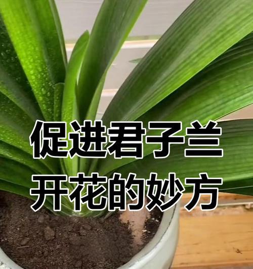君子兰不开花，如何解决？（君子兰养护技巧，让其开花盛放）