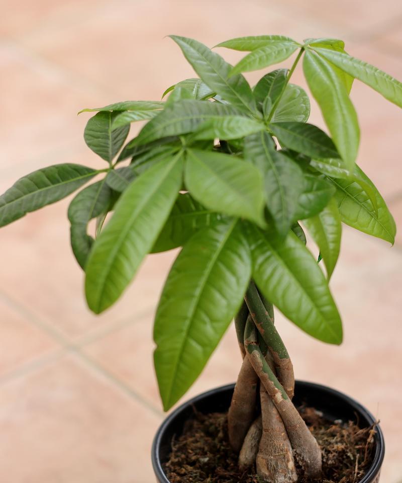 如何处理发财树冬天落叶问题（冬季养护技巧让你的发财树焕发春天）