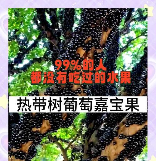 嘉宝果能否在冬天幸存（探究嘉宝果的耐寒能力及适宜生长条件）