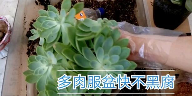 多肉植物上盆化水技巧（打造多肉植物专属水培环境，让其茁壮成长）