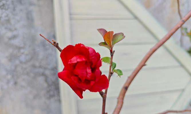 海棠花下的花下搭魅力（探寻花下搭的历史渊源与文化内涵）
