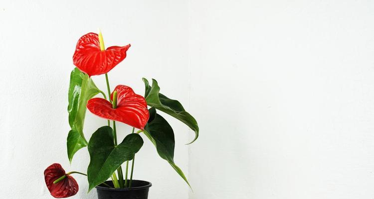 红掌花为何一直卷着不开？（揭秘红掌花卷叶的原因与解决方法）