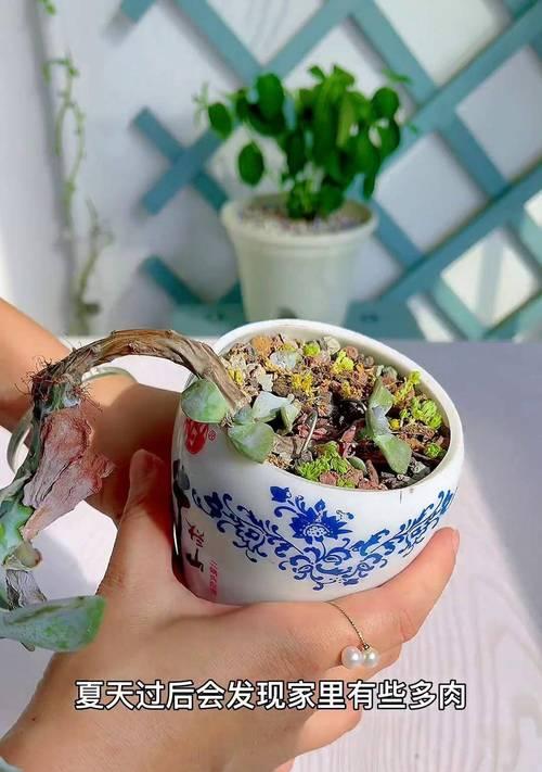 探讨多肉植物为何会出现头部黑腐现象（了解多肉植物头部黑腐的原因及应对方法）