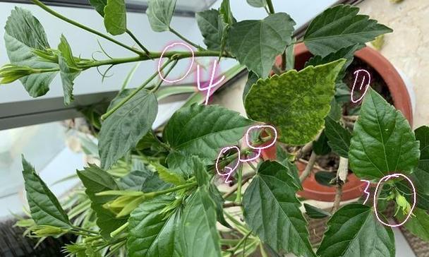 扶桑花长虫问题详解（掌握防治方法，保护扶桑花健康成长）