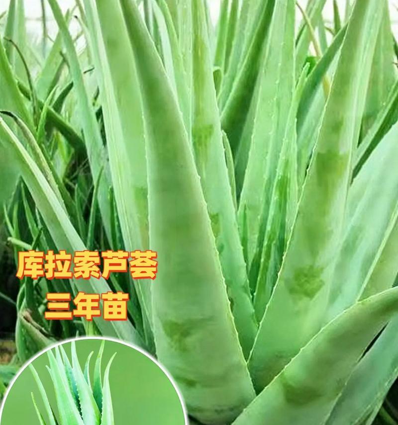 种植芦荟小芦荟的方法与技巧（掌握关键步骤，打造自家芦荟小芦荟园）