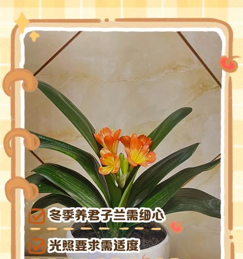 彩叶君子兰的养护与管理（培育出美丽多彩的君子兰，你需要掌握这些关键要点！）