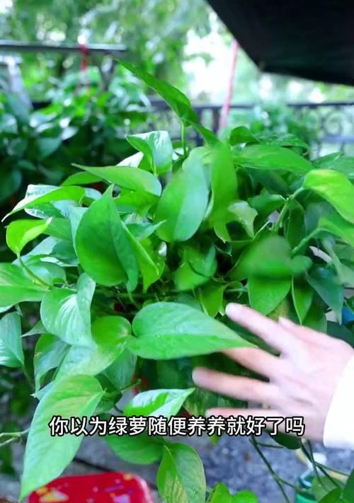 如何为绿箩增加营养？（提供关键营养素，让绿箩茁壮成长）