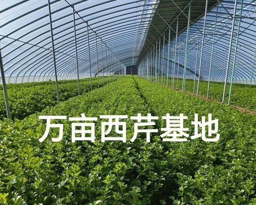 芹菜的成熟采摘时间（了解芹菜的生长周期及采摘技巧，享受美味的营养蔬菜）