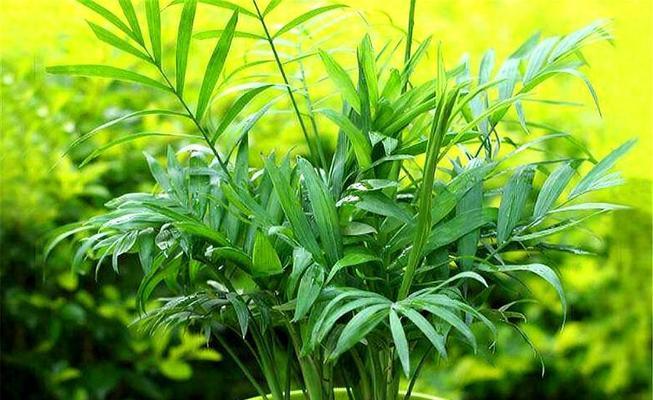 如意喜阴还是喜阳？探究室内装修的风水学（了解如意喜阴和喜阳的差别，让你的居室更舒适）