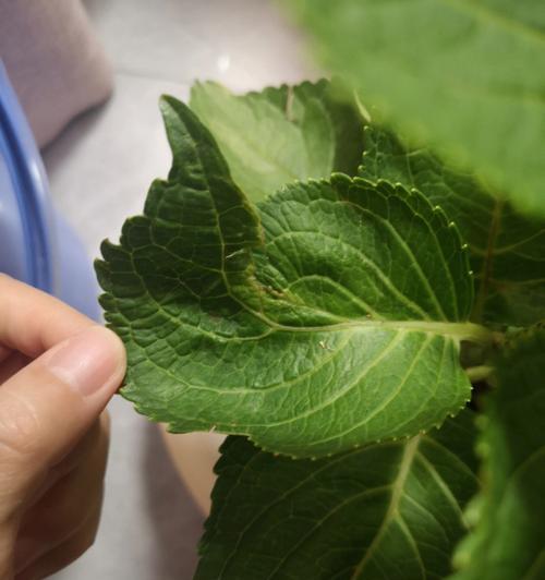 薄荷花叶子卷曲的原因及解决方法（解决薄荷花叶子卷曲的有效措施）