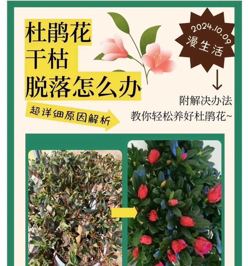 杜鹃花开花后的修剪指南（科学修剪助你打造花园的焦点景观）