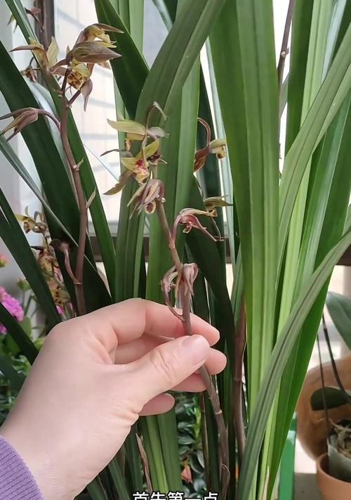 墨兰种植技巧（掌握这些关键步骤，让你的墨兰常年开花）