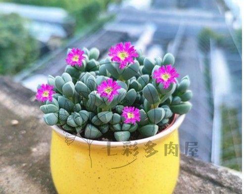 多肉养殖从入门到精通（一起探索多肉植物的养殖技巧与经验分享）