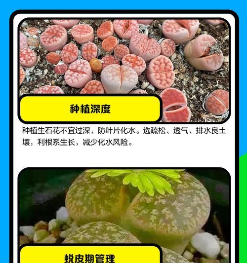 如何科学养护刚出芽生石花（从花盆选择到定期浇水，全面解析石花养护秘籍）