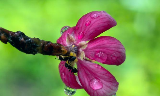 海棠树花的颜色及特点（探寻海棠树花的神秘面纱）