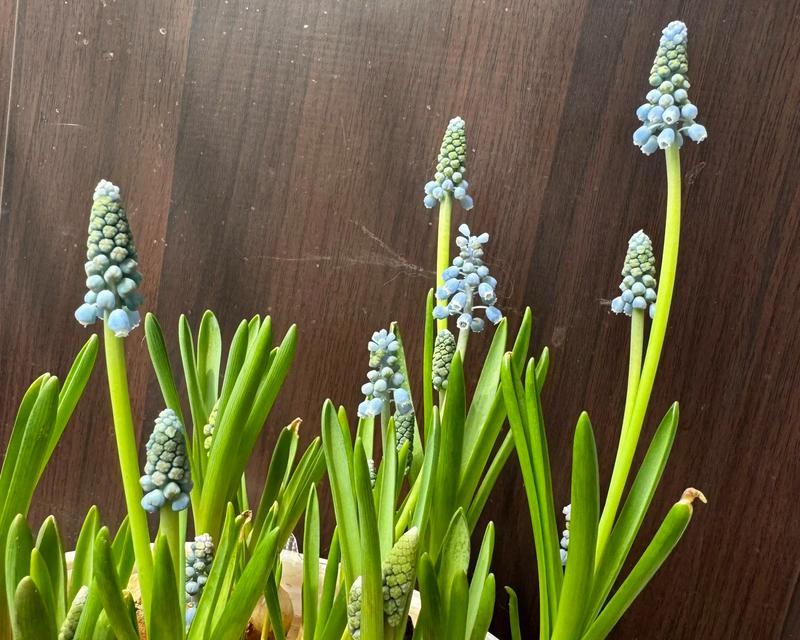风信子发芽的关键步骤与技巧（掌握关键技巧，助你成功种植风信子）