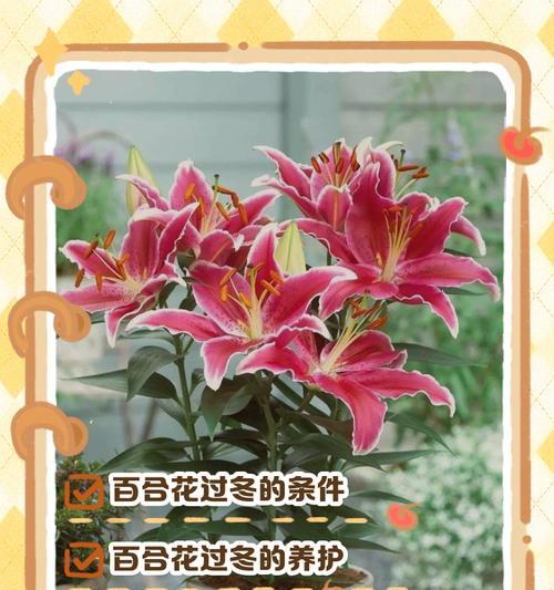 百合花冬季养护之黄叶处理技巧（百合花黄叶该如何处理？教你一招！）