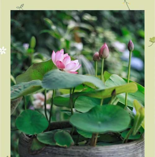 水培养莲花的详细方法与技巧（以莲花水培怎么养，一步步教你培养美丽的莲花）