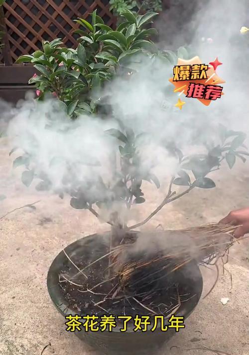 茶花开花后果子怎么处理？（探究茶花果子的处理方法，让你的花园更美丽）