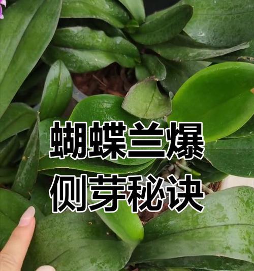 正确浇水方法让玫瑰花长得更美丽（掌握浇水时间，提高玫瑰花的养护效果）
