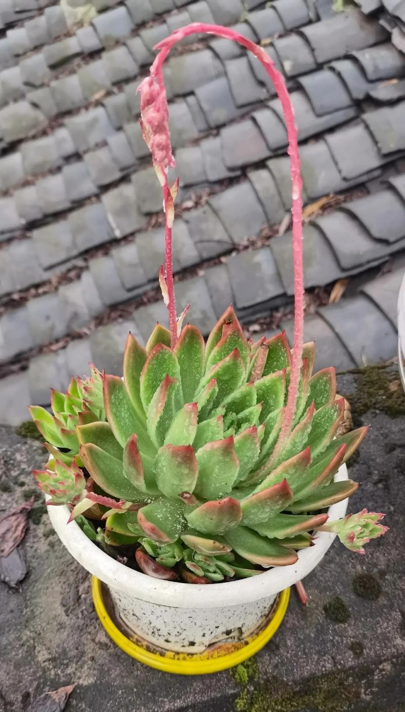 多肉植物开花了怎么办？（为你解答多肉植物开花后的护理问题）