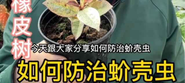 橡皮树盆里的虫子——原因与解决方法（探究橡皮树盆中虫子滋生的原因和有效的防治方法）