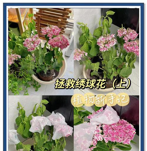 怎样救活干枯的花卉？（如何让花卉重获生机，延长花卉的寿命）
