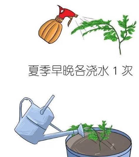 文竹复合肥施肥指南（科学施肥提升文竹生长）