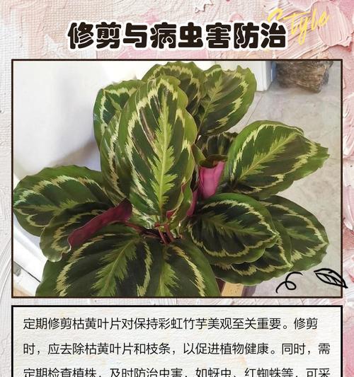 彩虹叶竹芋的叶子卷了怎么办？（保护彩虹叶竹芋，赏心悦目的绿植如何应对叶子卷曲问题）