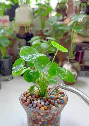 夏日繁花绽放（夏天植物的多彩世界）