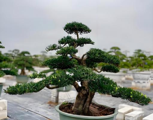 罗汉松的生长环境及生长地方条件（探究罗汉松的适宜生长条件，了解罗汉松的生态特征）