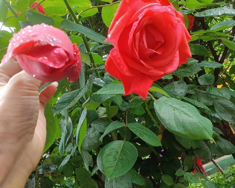 如何解决玫瑰花叶子发黄问题？（手把手教你恢复玫瑰的绿叶）