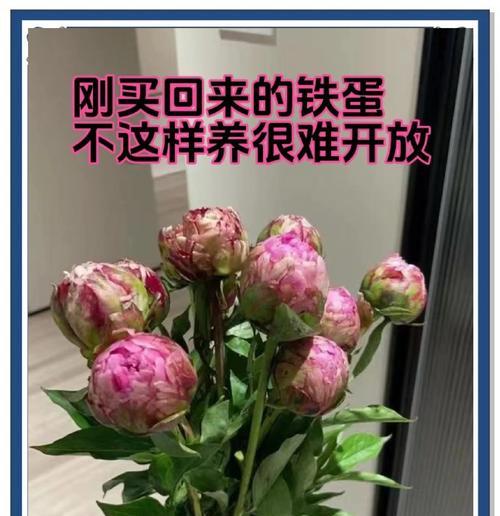 芍药剪枝时间及注意事项（春季和秋季是最佳剪枝时间，注意刀口消毒和保持植株健康）