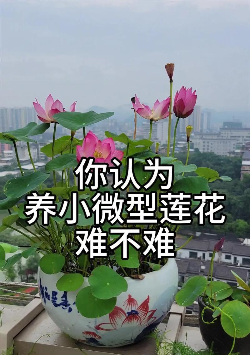 如何正确养护鲜莲花（一起来学习关于鲜莲花的养护知识吧！）