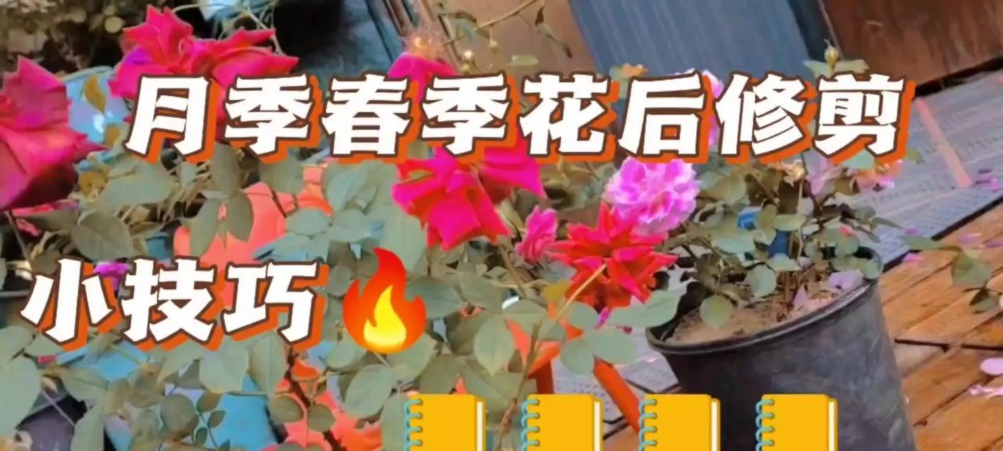 如何正确修剪开花后的小月季（细说小月季修剪技巧，助你打造花园的焦点景观）