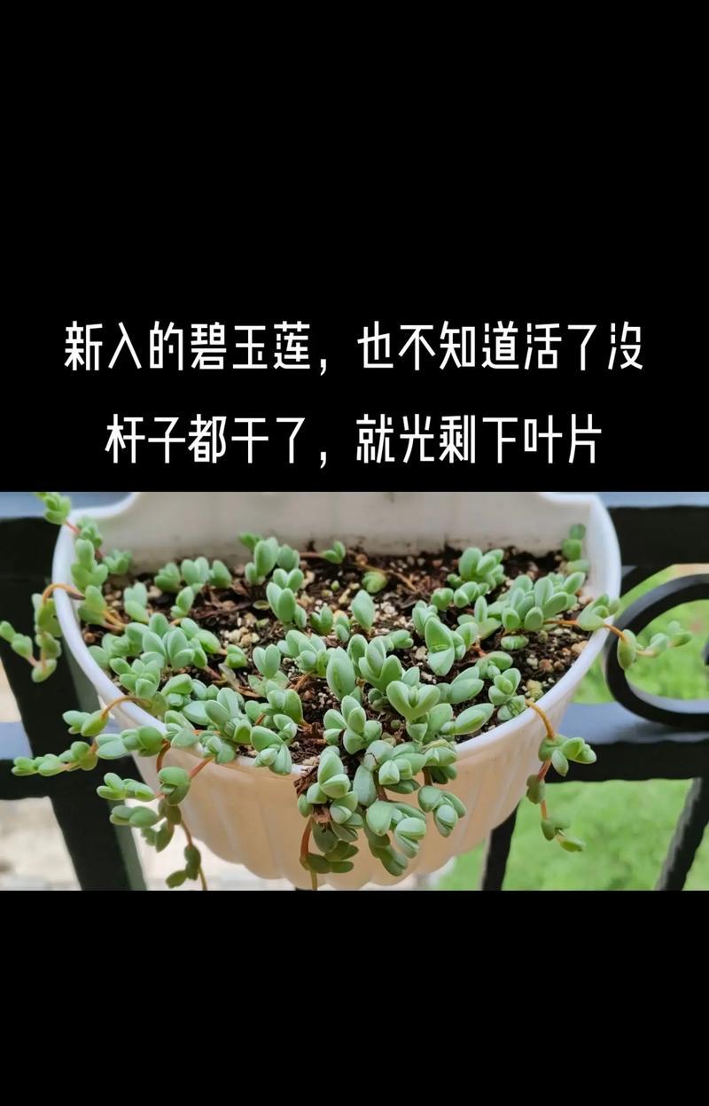 碧玉插枝能活吗？（科学种植技巧让碧玉插枝不再死亡）