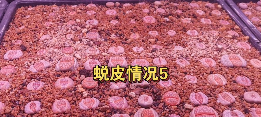 生石花脱皮的奥秘（探索生石花脱皮过程中的神奇景象）