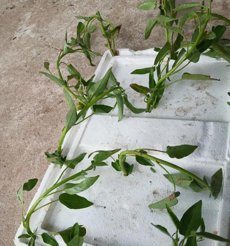 空心菜种植全攻略（从种子选购到收成，一步步教你种好空心菜）