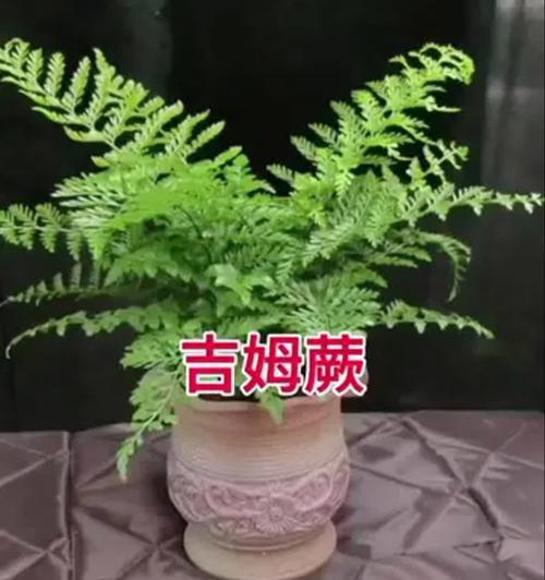 拯救垂死的水培蕨，再度焕发生机（水培蕨急需救治，揭秘专业挽救方法）