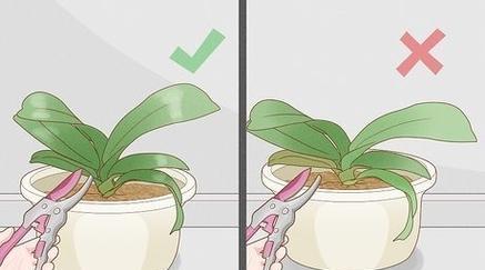 如何修剪兰花使其更美观（兰花修剪技巧与注意事项）