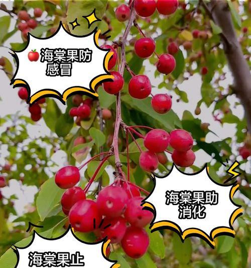 海棠果的成熟时间及特点（了解海棠果的成熟周期，享受美味果实）