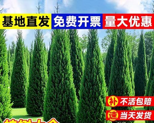 种植龙柏种子的步骤与技巧（打造美丽庭院的秘密武器）