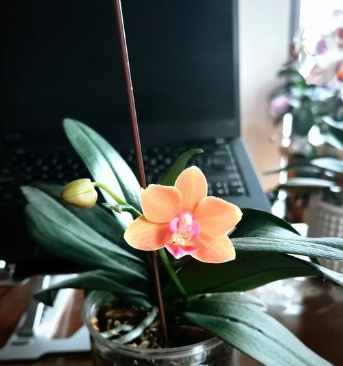 蝴蝶兰花期详解（一年开几次花，开花周期和养护技巧）