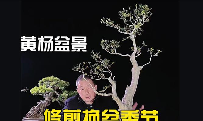 盆景换盆的最佳时机（了解盆景换盆的重要性及技巧，让你的盆景更健康）