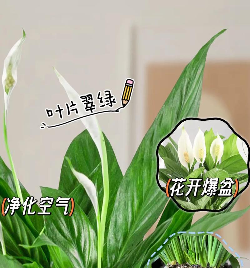 白掌的爆盆养殖方法（一步步教你如何成功爆盆养殖白掌）