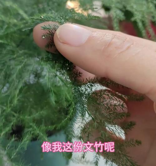 以文竹种子的培育和种植技巧（了解文竹种子的采集、储存和种植，打造美丽的文竹花园）