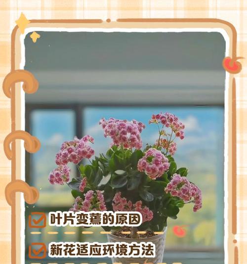 花叶卷曲（揭秘花叶卷曲的背后原因，并提供解决方案）