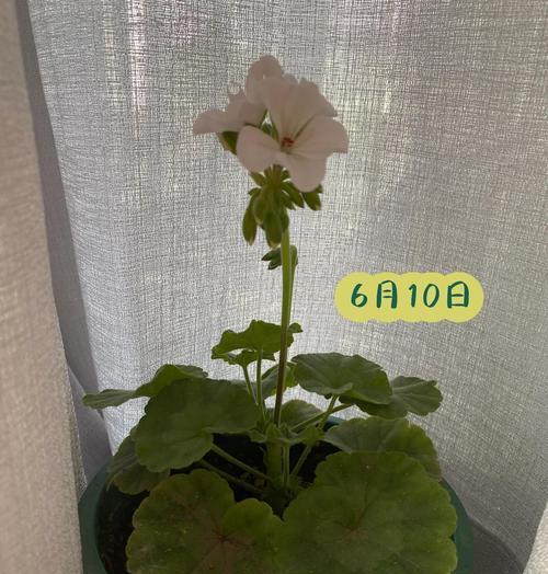天竺葵结籽的条件和方法（探索天竺葵结籽的秘密，让花园更美丽）
