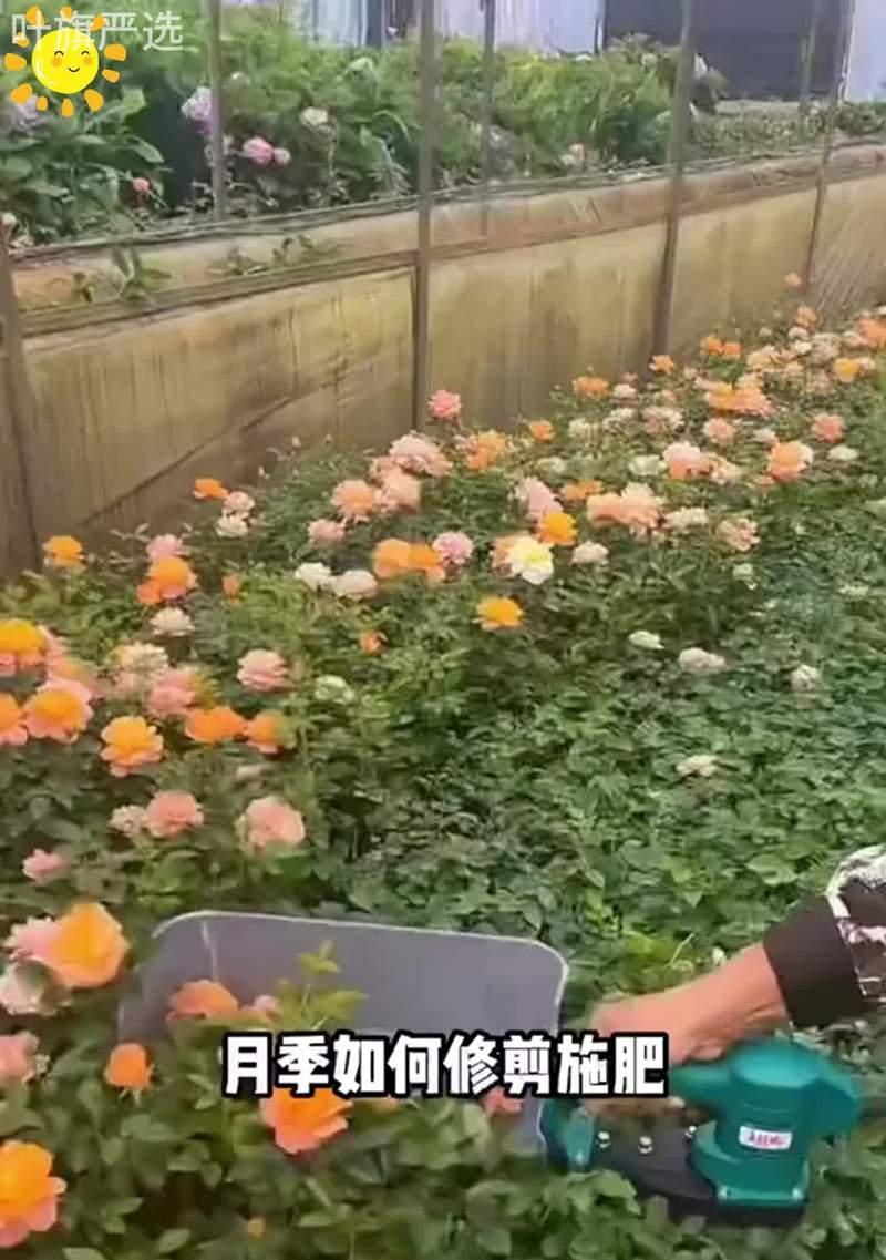 如何正确浇水给倒过盆的花（倒过盆的花浇水技巧及注意事项）