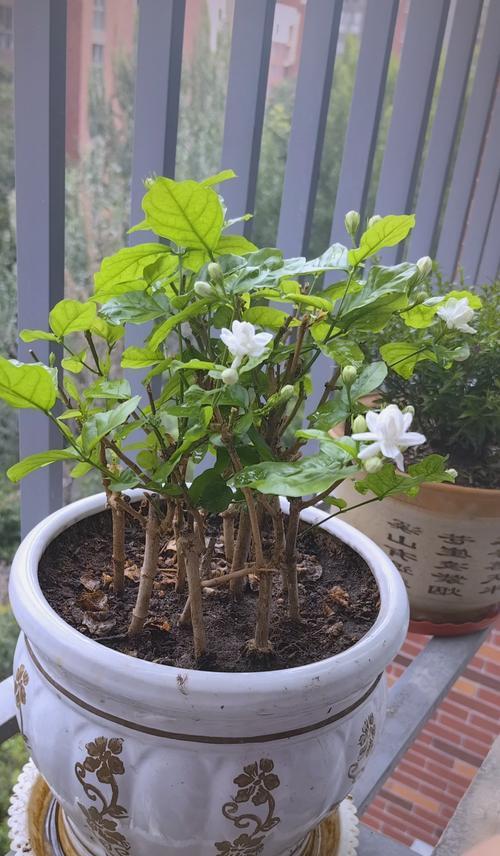 茉莉叶子卷曲干枯问题的解决方法（如何让茉莉叶子恢复健康）